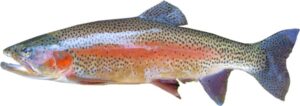 California fishing license. Rainbow trout.