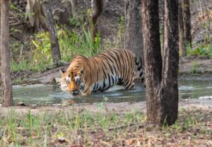 camouflage-concealment-principles tiger
