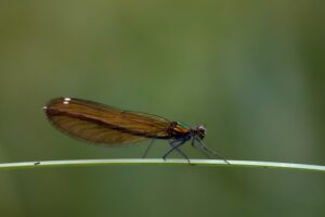 Fly fishing terms. Adult Damsefly resting.