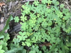 Foraging for wood sorrel in the backyard.