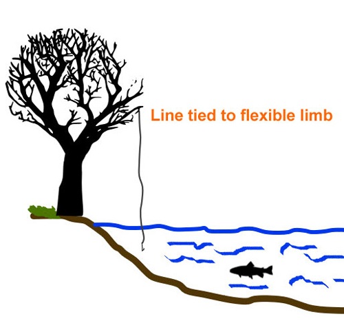 Limb line springer tied to tree limb.